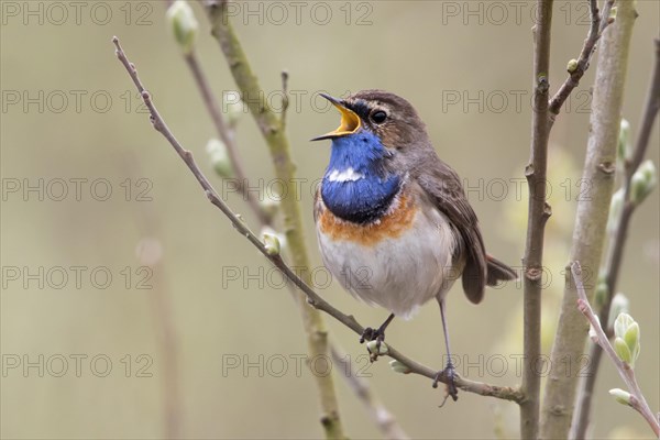 Twittering Bluethroat (Luscinia svecica) on branch