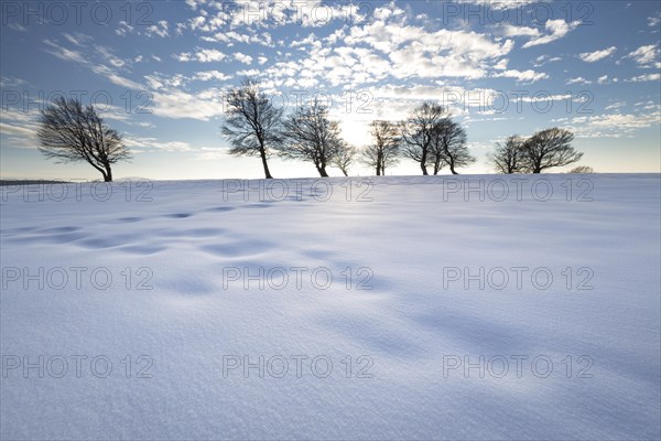 Afternoon with snow at the wind beeches on the Schauinsland