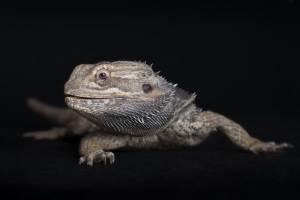 Central Bearded Dragon (Pogona vitticeps)
