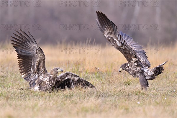 White-tailed Eagles (Haliaeetus albicilla) fighting in an autumn landscape