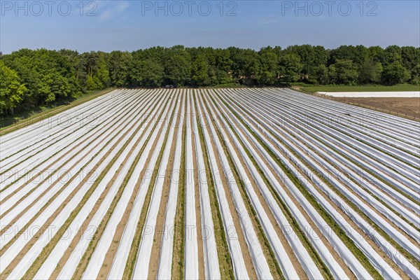 Asparagus field