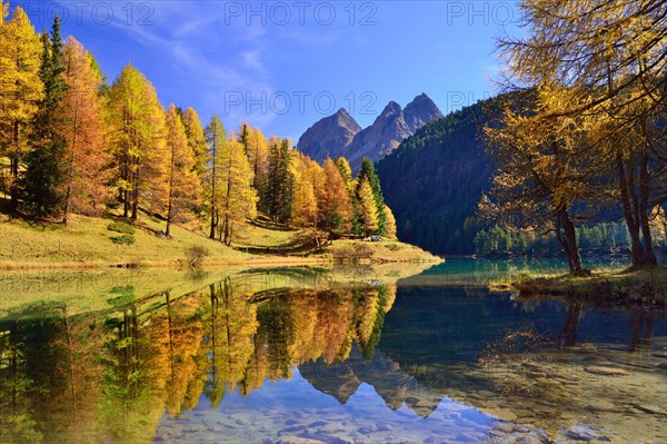 Autumnally coloured larch trees reflected in lake Lei da Palpuogna