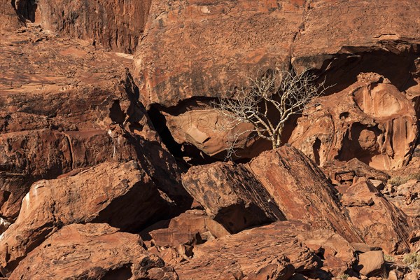 Balsam tree (Commiphora glaucescens) between rocks