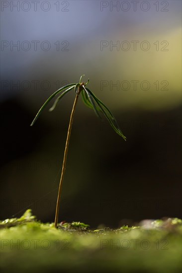 Spruce seedling (Picea abies)