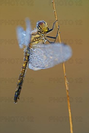 Black Meadowhawk or Black Darter (Sympetrum danae)