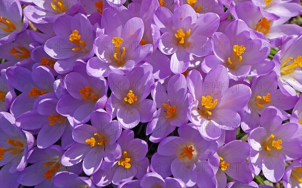 Crocuses (Crocus)