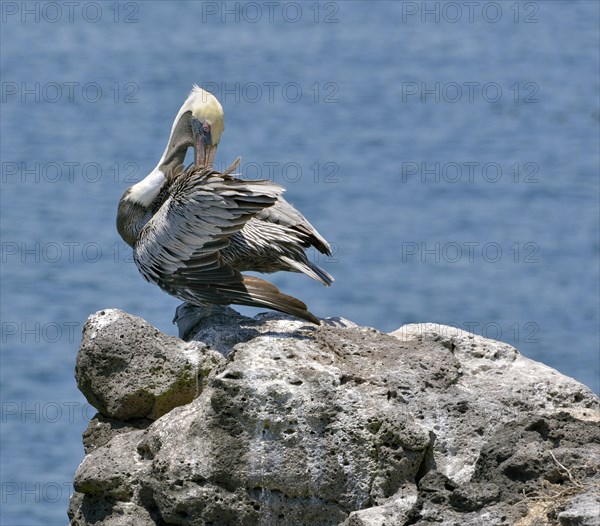 Galapagos Brown Pelican (Pelecanus occidentalis urinator)