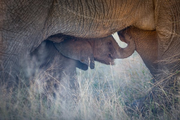 African elephant (Loxodonta africana)