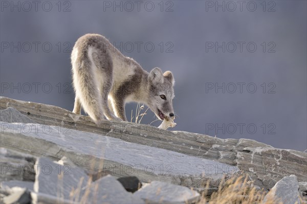 Arctic fox (Vulpes lagopus