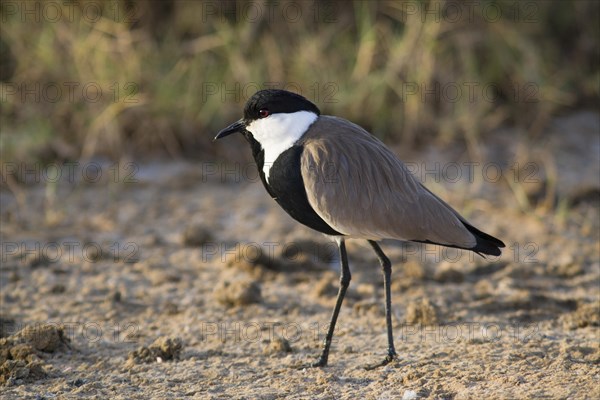 Spur-winged Lapwing (Vanellus spinosus)
