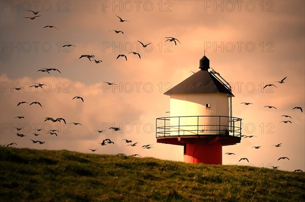 Lighthouse with flying wild geese in evening light