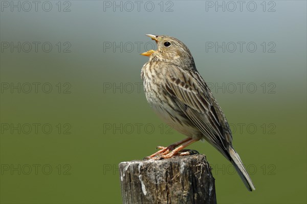 Corn bunting (Miliaria calandra)