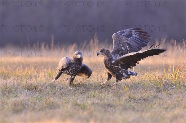 White-tailed Eagles (Haliaeetus albicilla) on an autumn meadow