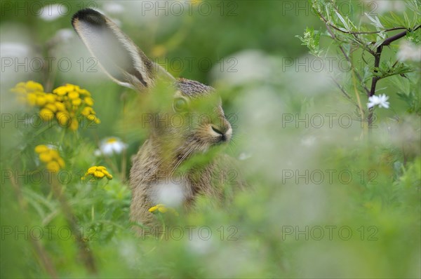 Hare (Lepus europaeus) sitting between flowers