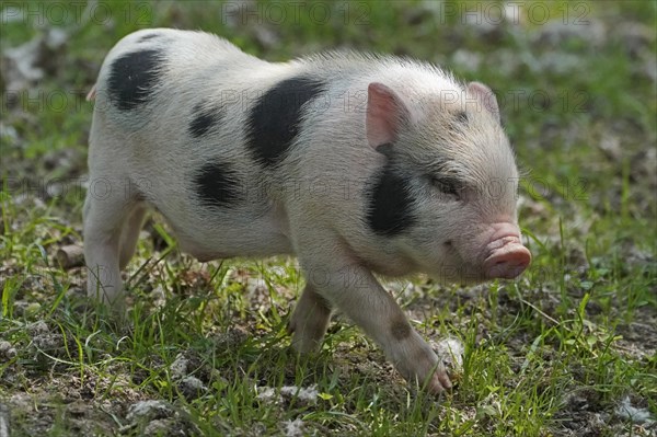 Mini pig Piglet