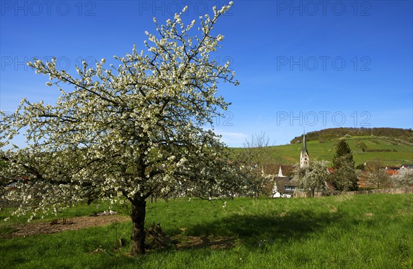 Blossoming cherry tree