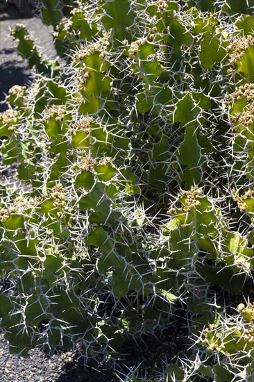 Euphorbia grandicornis