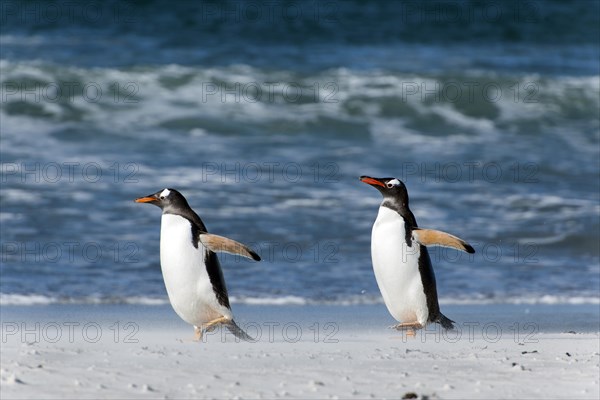 Gentoo penguins (Pygoscelis papua)
