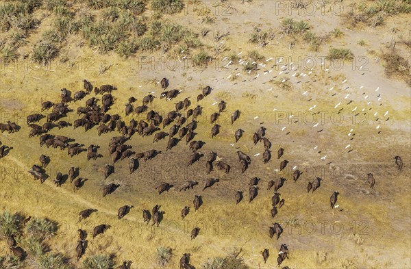 Cape Buffaloes (Syncerus caffer caffer)