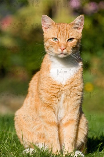 Domestic cat