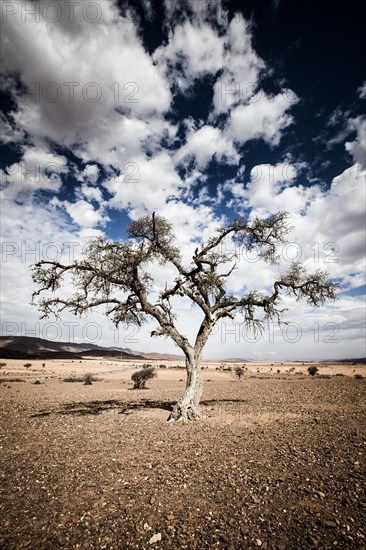 Lone tree
