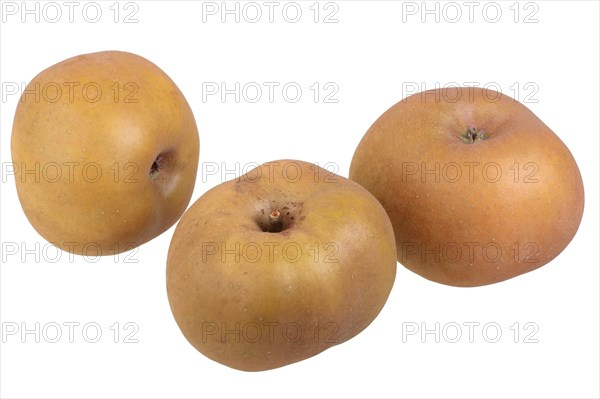 Apple variety Grey Canada Reinette