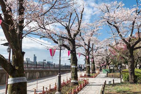 Hanging lanterns for the Hanami Festival