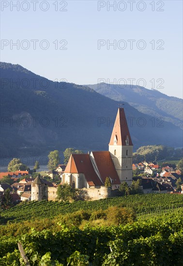 Vineyards and a fortified church on the Danube