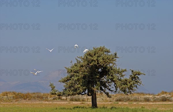 Solitary Juniper tree (Juniperus sp.)