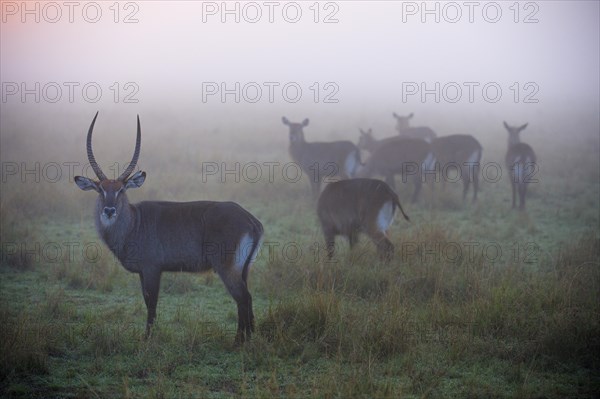Waterbucks (Kobus ellipsiprymnus)