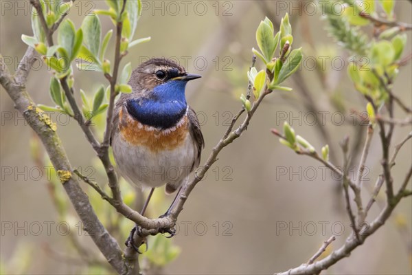 Bluethroat (Luscinia svecica) on branch
