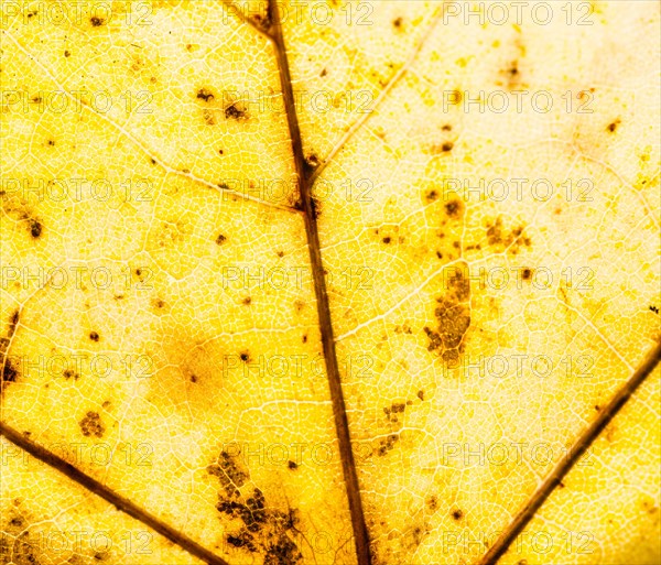Yellow autumn leaf