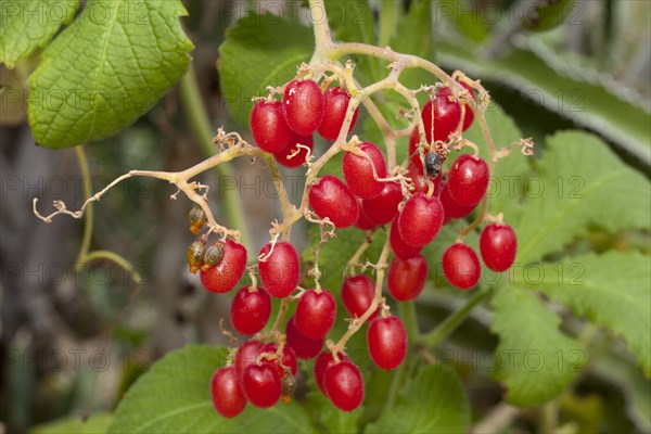 Cyphostemma lanigerum (Cyphostemma lanigerum)
