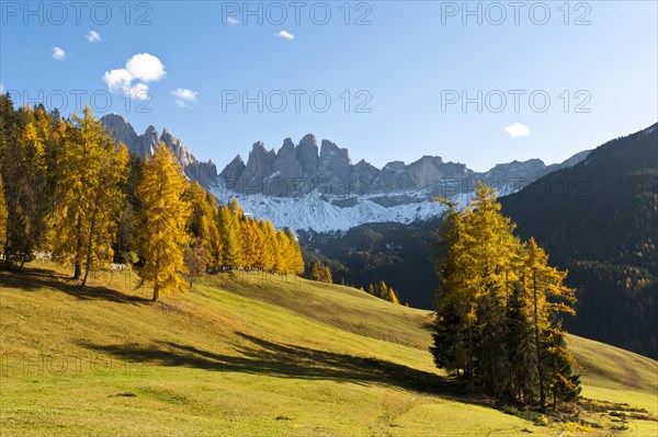 European larch (Larix decidua)