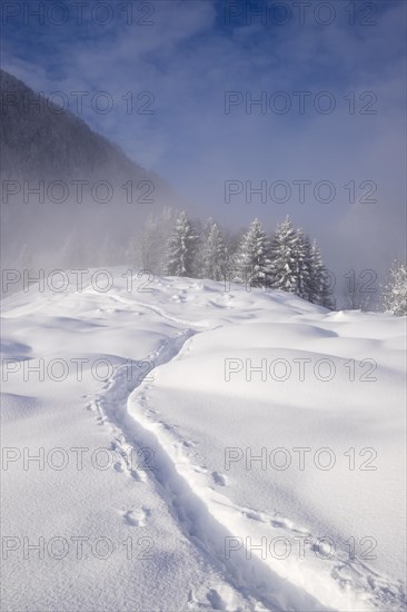 Tracks in the snow