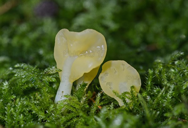 Yellow Fan (Spathularia flavida)