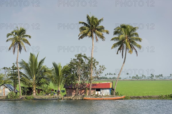 Houses and palm trees