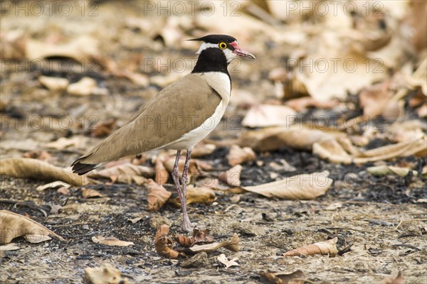 Black-headed Lapwing (Vanellus tectus) standing on the ground