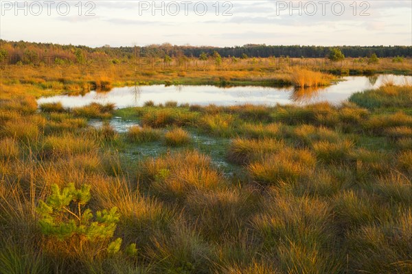 Moor in the evening light in autumn