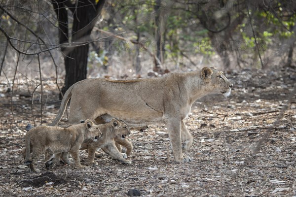Asiatic lion (Panthera leo persica)