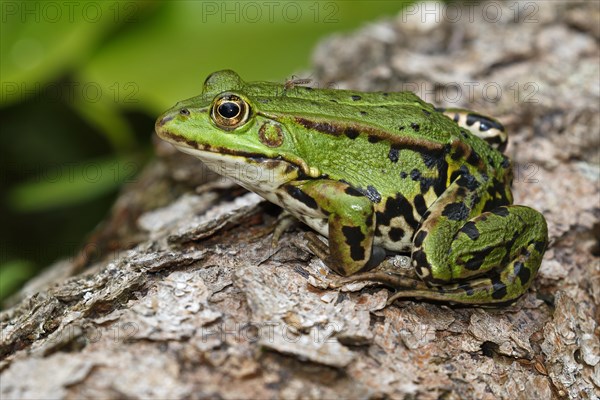 Green frog (Rana esculenta)