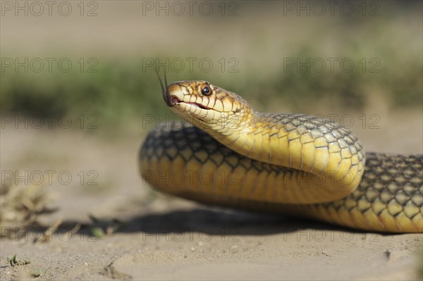 Caspian Whipsnake (Dolichophis caspius)