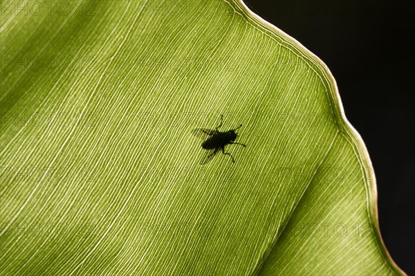 Fly on a leaf in backlight
