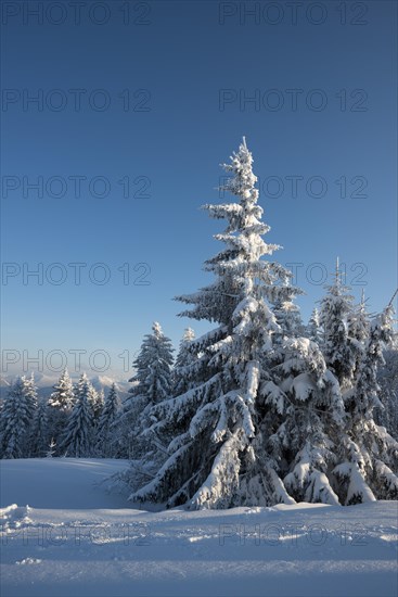 Snow covered trees