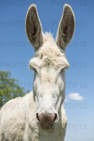 Austria-Hungarian white donkey or Baroque Donkey (Equus asinus asinus)