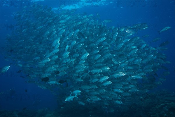 Bigeye Trevally (Caranx sexfasciatus)