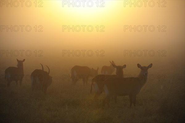 Waterbucks (Kobus ellipsiprymnus)
