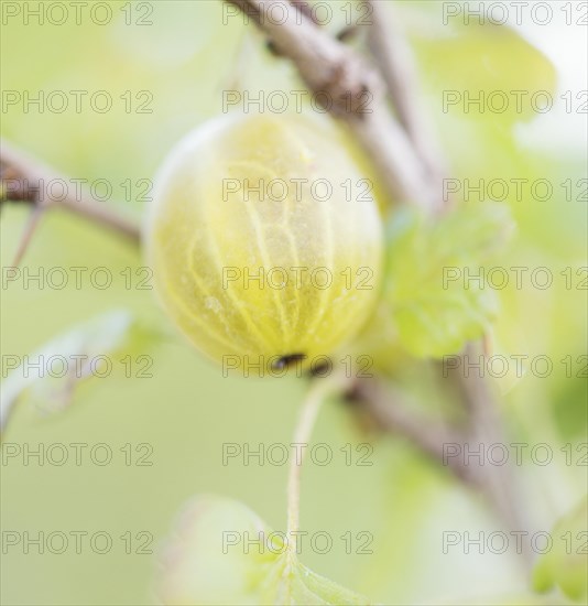 Close up of Gooseberry (Ribes uva-crispa) on bush