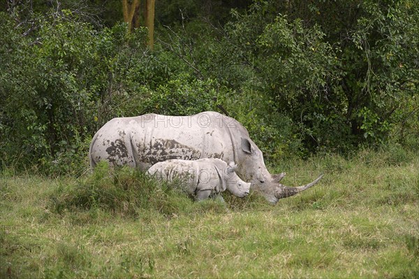 White Rhinoceros (Ceratotherium simum)
