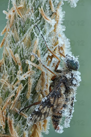 Ibis Fly (Atherix ibis)
